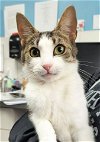 adoptable Cat in canfield, OH named ISLA