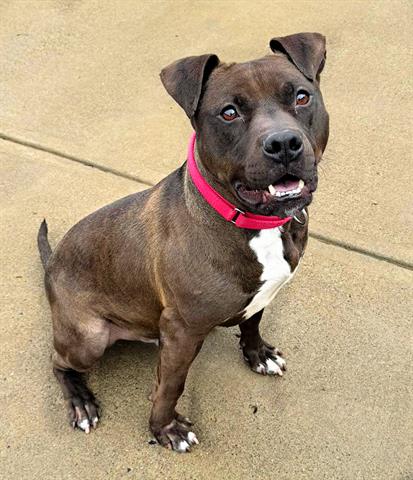 adoptable Dog in Canfield, OH named JIMMY
