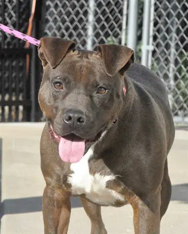 Jimmy - Pit Bull Terrier