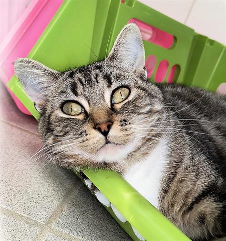 adoptable Cat in Canfield, OH named SUNFLOWER