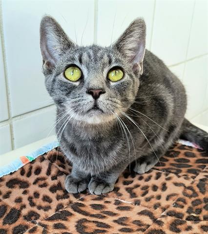 adoptable Cat in Canfield, OH named MONIQUE