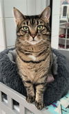 adoptable Cat in Canfield, OH named ANALA