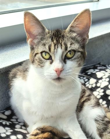 adoptable Cat in Canfield, OH named BLOOM