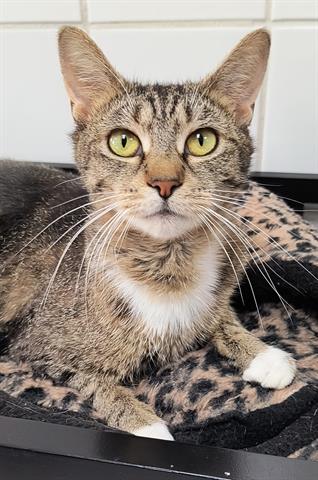 adoptable Cat in Canfield, OH named TRIXIE