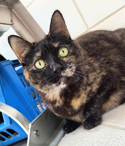 adoptable Cat in Canfield, OH named COCO