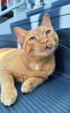 adoptable Cat in Canfield, OH named SEAMUS