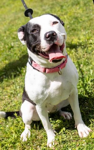 adoptable Dog in Canfield, OH named LUCY