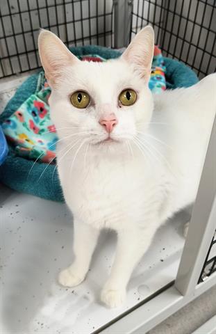 adoptable Cat in Canfield, OH named ELLIE