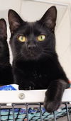 adoptable Cat in canfield, OH named LACEY
