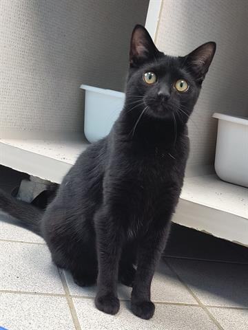 adoptable Cat in Canfield, OH named LACEY