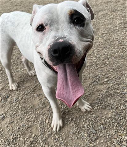 adoptable Dog in Canfield, OH named DAISY