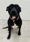 adoptable Dog in Canfield, OH named LAYLA