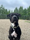 adoptable Dog in Canfield, OH named REX