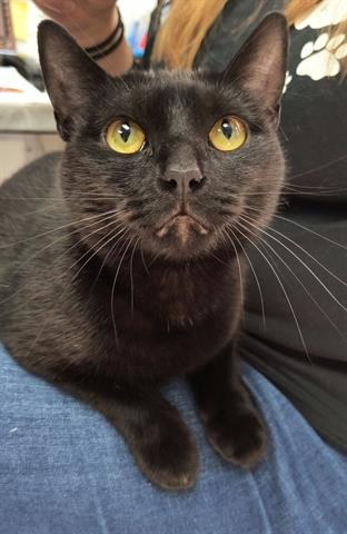 adoptable Cat in Canfield, OH named SOHNI