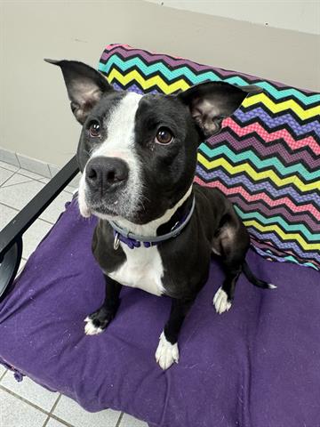 picture of the dog needing adoption