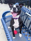 adoptable Dog in canfield, OH named VICTORIA