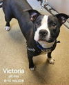 adoptable Dog in Canfield, OH named VICTORIA