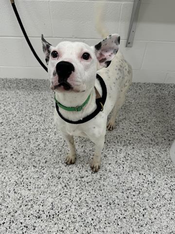 adoptable Dog in Canfield, OH named HARLOW