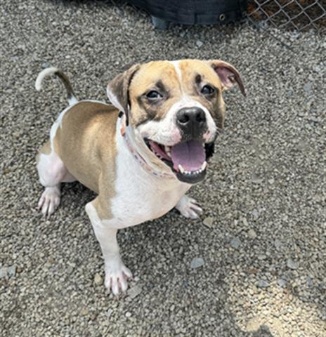 adoptable Dog in Canfield, OH named CURLEY Q