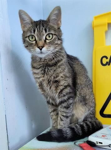 adoptable Cat in Canfield, OH named TREASURE