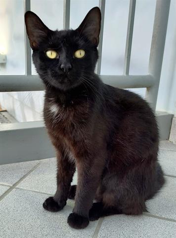 adoptable Cat in Canfield, OH named HENRIETTA