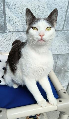 adoptable Cat in Canfield, OH named TABITHA