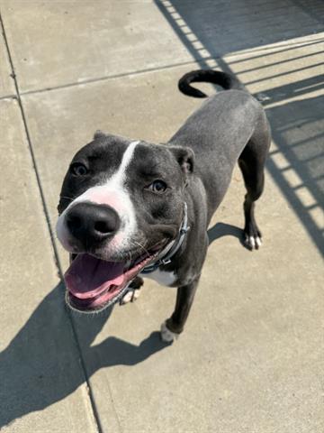 adoptable Dog in Canfield, OH named SPENCER