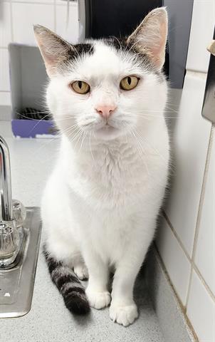 adoptable Cat in Canfield, OH named BUSTER