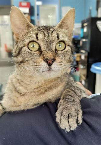 adoptable Cat in Canfield, OH named LIBERTY