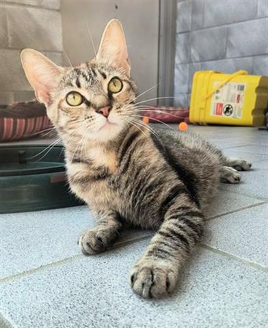 adoptable Cat in Canfield, OH named MYRTLE