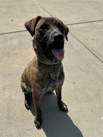 adoptable Dog in Canfield, OH named HONEY