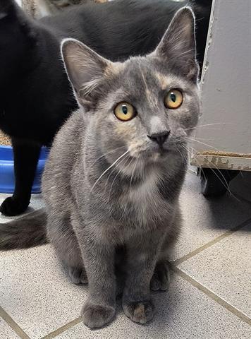 adoptable Cat in Canfield, OH named ASHA