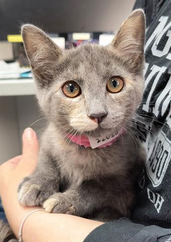 adoptable Cat in Canfield, OH named EMBER