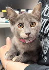 adoptable Cat in , OH named EMBER