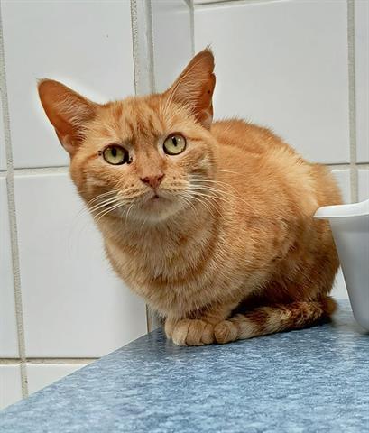 adoptable Cat in Canfield, OH named ANSEL