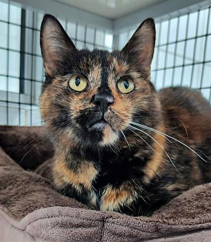 adoptable Cat in Canfield, OH named KATE