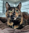 adoptable Cat in , OH named KATE