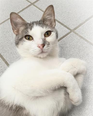 adoptable Cat in Canfield, OH named JAINA