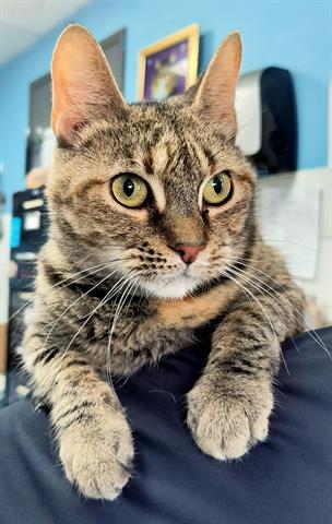 adoptable Cat in Canfield, OH named SUMMER