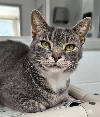 adoptable Cat in Canfield, OH named SHARYN