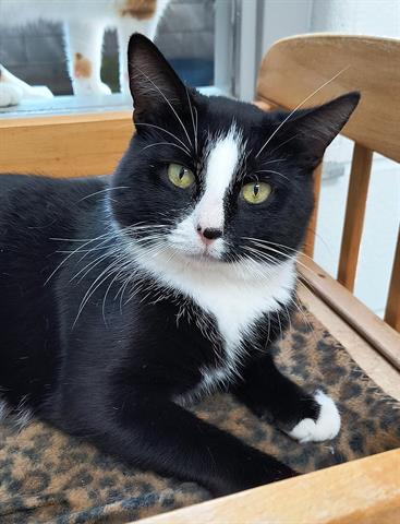 adoptable Cat in Canfield, OH named FRAIZER