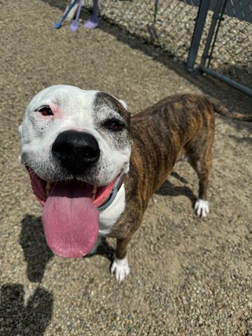 adoptable Dog in Canfield, OH named KALIE