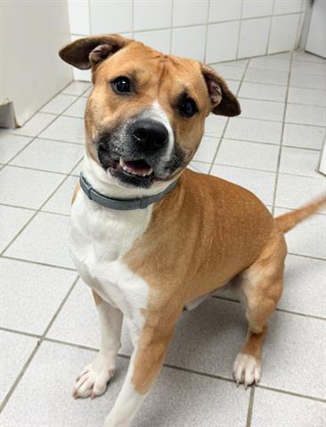 picture of the dog needing adoption