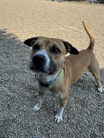 adoptable Dog in Canfield, OH named PUCK