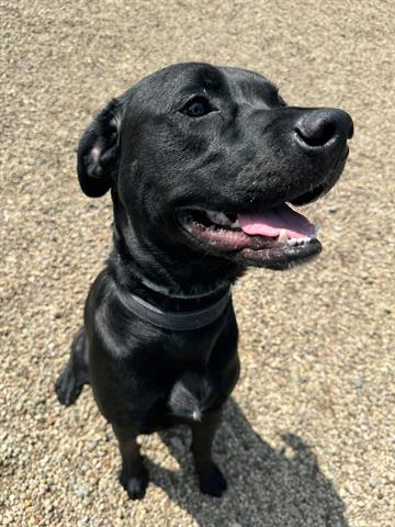 adoptable Dog in Canfield, OH named KING