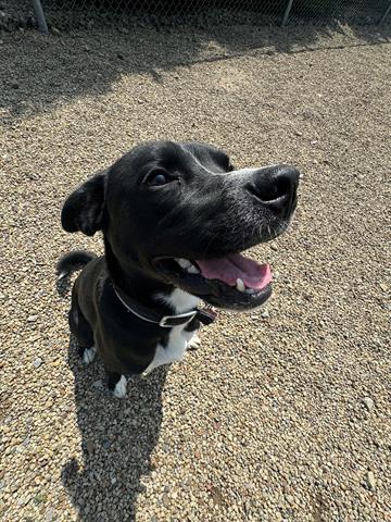 adoptable Dog in Canfield, OH named BANDIT