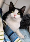 adoptable Cat in Canfield, OH named ABIGAIL