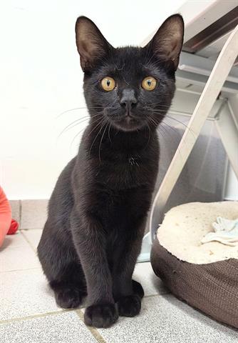 adoptable Cat in Canfield, OH named JESSICA