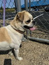 adoptable Dog in Canfield, OH named DUKEY