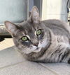 adoptable Cat in Canfield, OH named ANITA